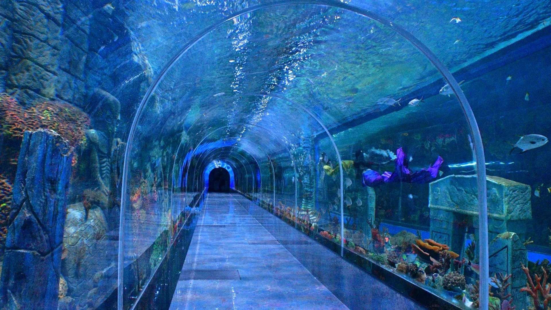 The Underwater Fish Tunnel: A 180° Immersive Marine Life Adventure